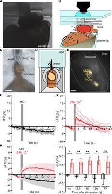 Targeting Insect Olfaction in vivo and in vitro Using Functional Imaging